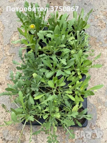 🧡 Гайлардия /Gaillardia/ 🧡, снимка 2 - Градински цветя и растения - 49778119