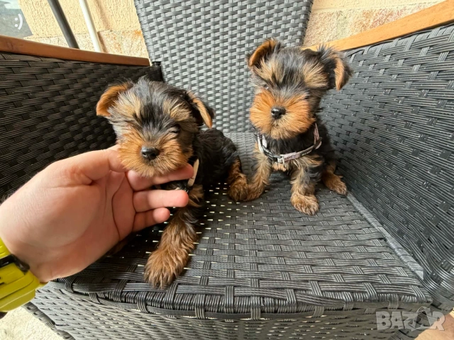 Йоркширски териер актуално от 31.3.2026, снимка 7 - Йоркширски териер - 54037397