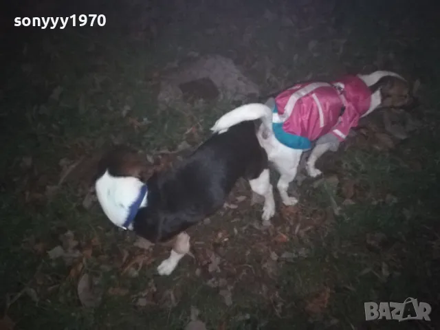 ДЖАК СИ ТЪРСИ ДАМА 0901251815, снимка 3 - Джак ръсел териер - 48619411