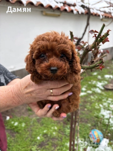 Той пудел, снимка 2 - Пудели - 53300622