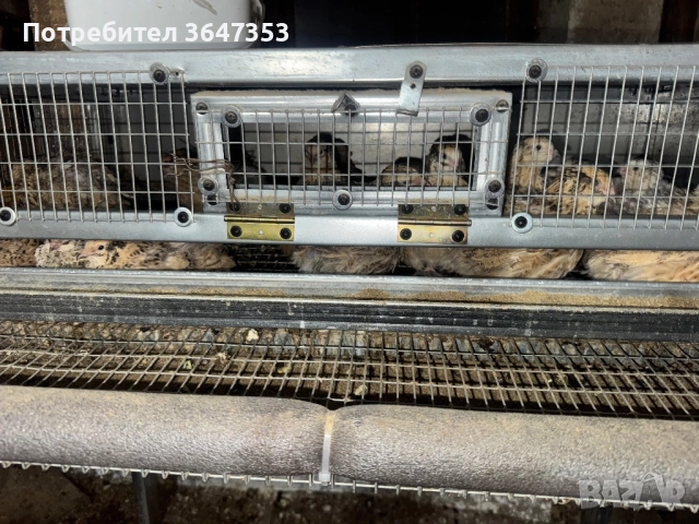 Яйца от пъдпъдък, снимка 2 - Домашни продукти - 52977472