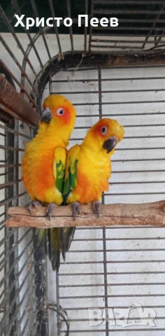 Ръчно хранени бебета аратинга, снимка 2 - Папагали - 54165794