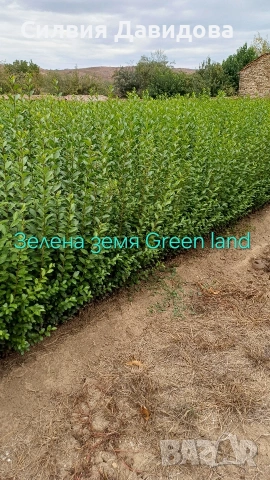 Лигуструм на корен, снимка 15 - Градински цветя и растения - 52515719