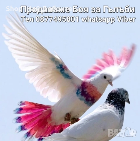 Боя за Гълъби внос Испания /Spain/