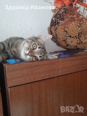 Дом за малко коте.