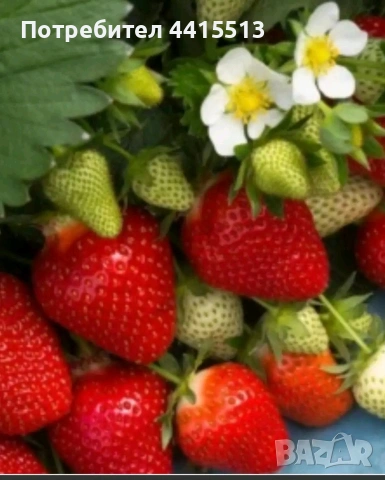 Разсад Ягоди, снимка 2 - Разсади - 54052186