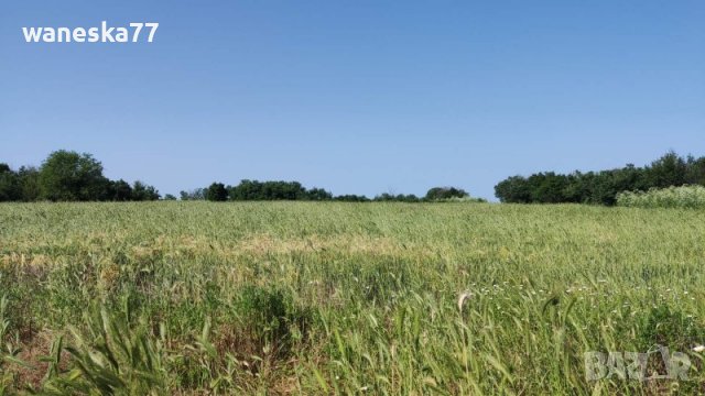 Парцел УПИ, с. Бяло поле, общ. Опан, обл. Стара Загора , снимка 6 - Парцели - 39527875