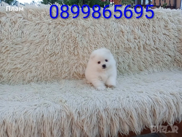 Померани. Реални снимки!!!, снимка 8 - Померан - 54036819