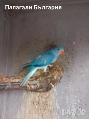 Промо Александри 200 за брой, снимка 6 - Папагали - 50712108