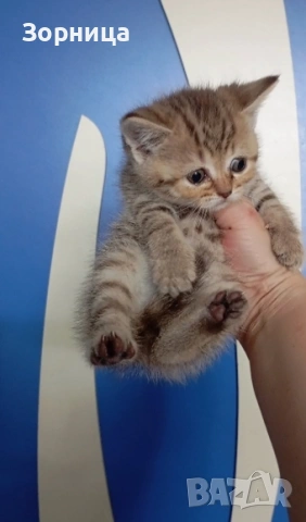 Британско коте , снимка 6 - Британска късокосместа - 54330980