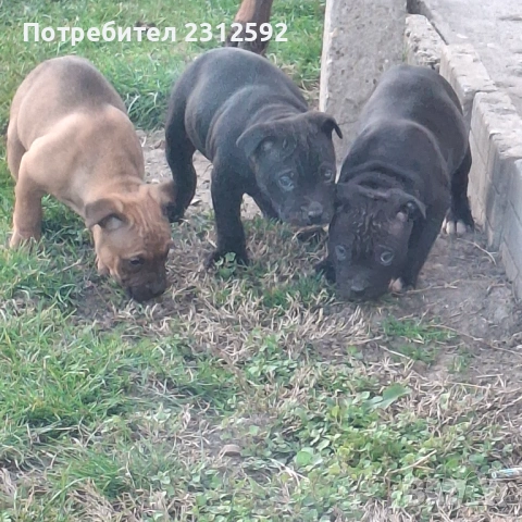 Продават се питбулчета!, снимка 3 - Питбул - 53116907