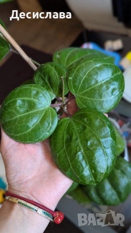 Хоя/ Hoya (резници-cuttings) , снимка 3 - Стайни растения - 47188490