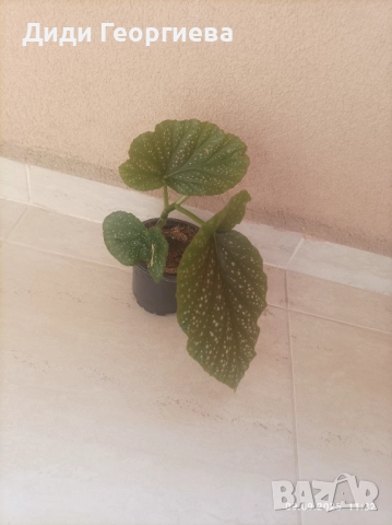 Стайни растения за дома , снимка 2 - Стайни растения - 51651532