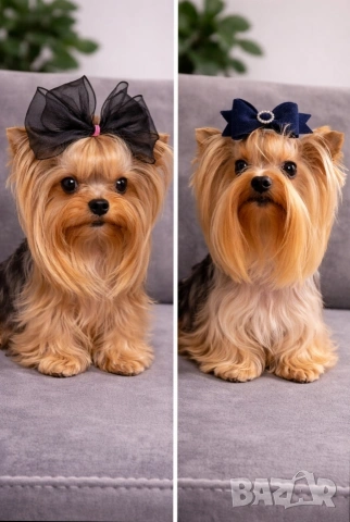 Мини Йоркширски териер 