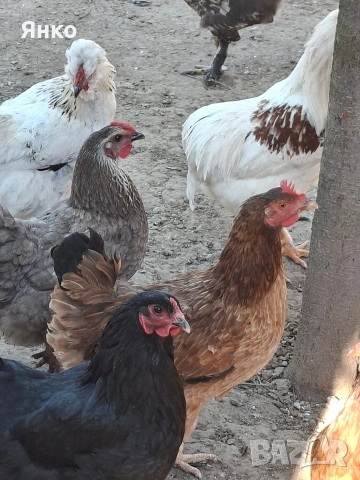 Оплодени яйца, снимка 18 - Кокошки и пуйки - 54326017