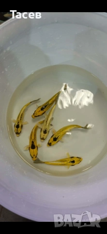 Banana koi 10-12см