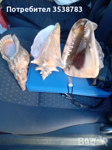 Рапани от Тихия океан 