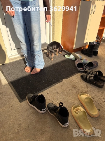 Продавам, снимка 2 - Чихуахуа - 52937983