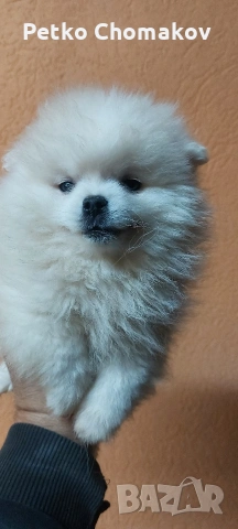 померан, снимка 7 - Померан - 53143079