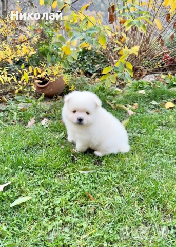 Померан момче със втора ваксина. Померанче