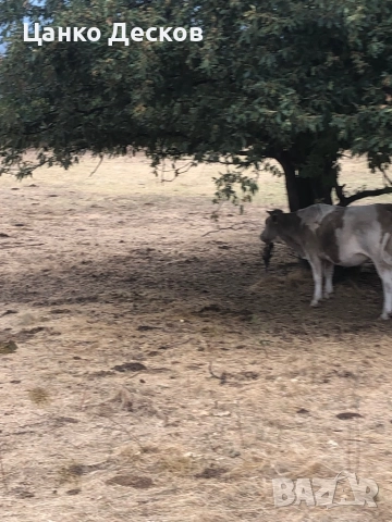 Стадо крави, снимка 15 - Крави - 51846249