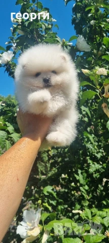 померанче, снимка 5 - Померан - 51188810