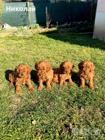 Пудел той Puddle toy момчета и момиче със втора ваксина