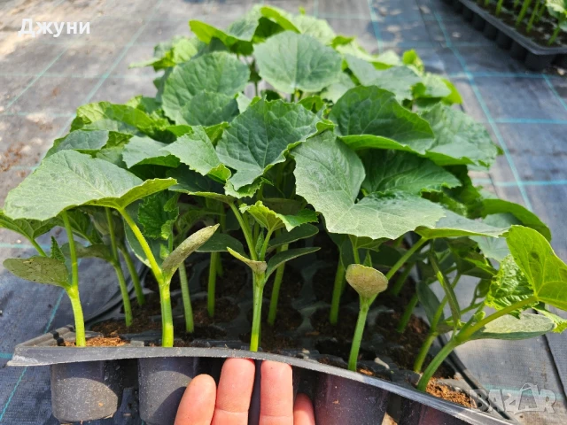 разсад краставици и корнишони , снимка 1