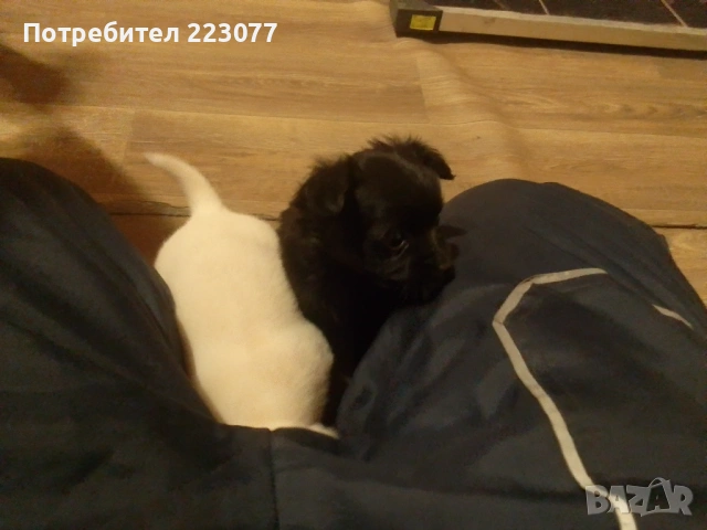 Пинчер, снимка 11 - Пинчер - 53012866