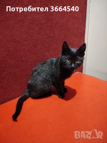 Подарява се много гальовно и сладко черно котенце, снимка 2 - Други - 52681916