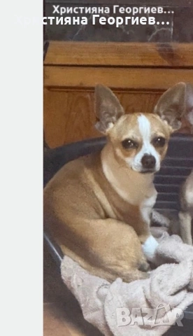 Мъжко чихуахуа-Стандартен размер,1 г.,ваксиниран