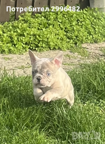 Френски булдог 