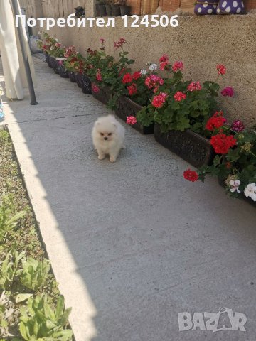 Померан, померанчета, снимка 12 - Померан - 38423393