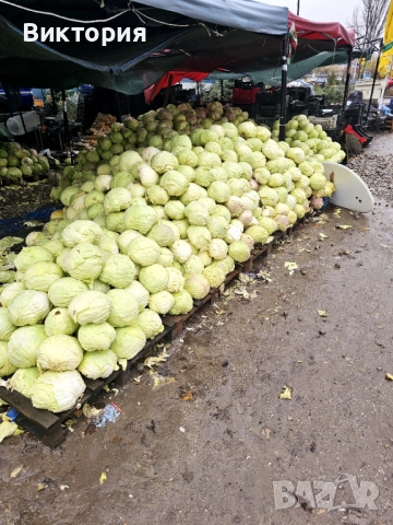 ПРОМОЦИЯ ЗЕЛЕ КЬОСЕ