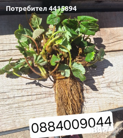 Разсад малини и ягоди , снимка 4 - Сортови семена и луковици - 54135567