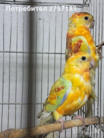 продавам поини папагали 2025 г, снимка 4 - Папагали - 53995670