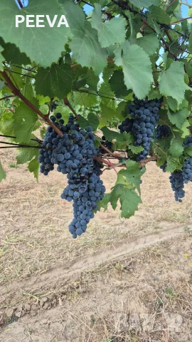 Продавам грозеде, снимка 3 - Домашни продукти - 55930275