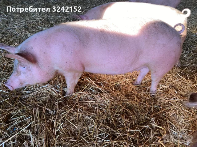 Продавам Прасета, снимка 5 - Прасета - 56509990