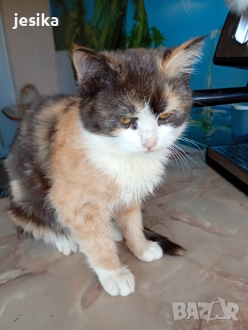 Подарявам малки котенца полуперсийчета с хигиенни навици., снимка 8 - Други - 52129933