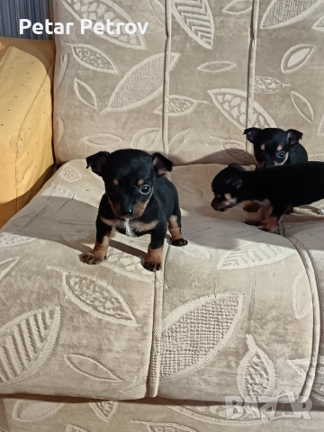 Пинчер мини , снимка 18 - Пинчер - 52934252