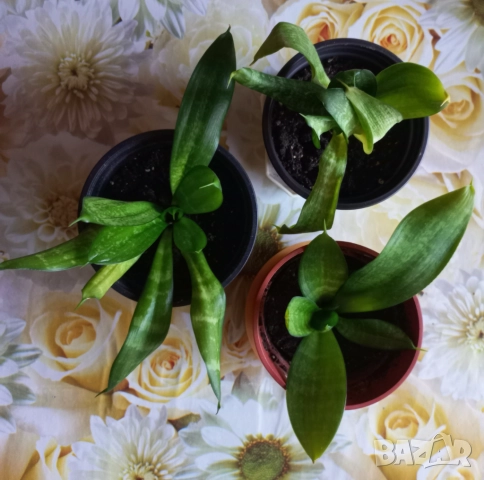 Цветя, снимка 2 - Стайни растения - 52071194