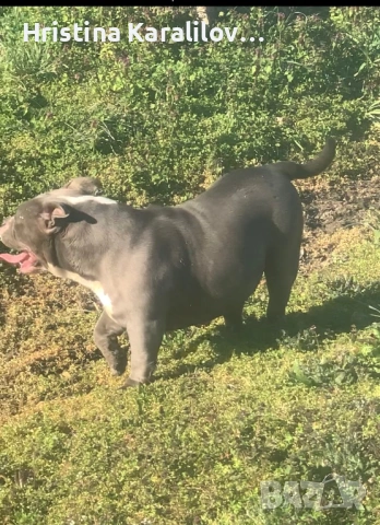 Американско були , снимка 3 - Други - 49399594