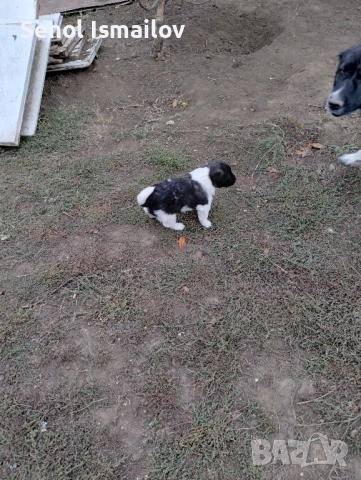 Каракачанска овчарка , снимка 3 - Каракачанска овчарка - 51987397