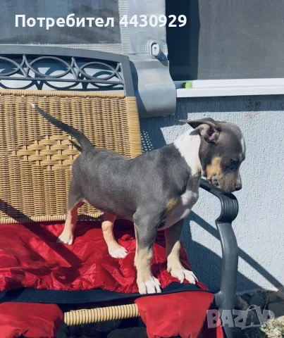 American Bully XL, снимка 3 - Американски стафордширски териер - 56440660