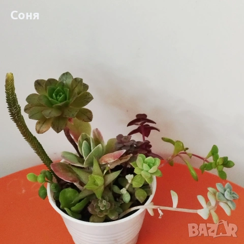 Сукуленти вкоренени микс