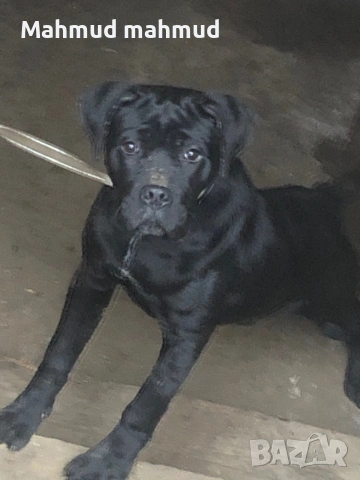 Мъжко Кане Корсо , снимка 3 - Кане корсо - 53378052