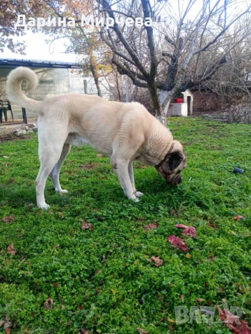 Турски Кангал , снимка 2 - Кангал - 52839191