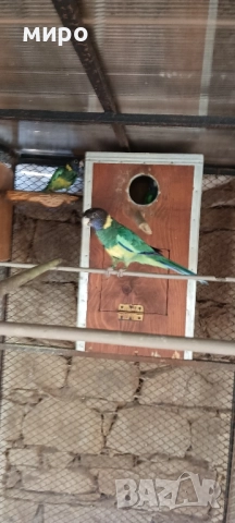 Двойка Бернардови розели ,млади птици !, снимка 11 - Папагали - 46686723