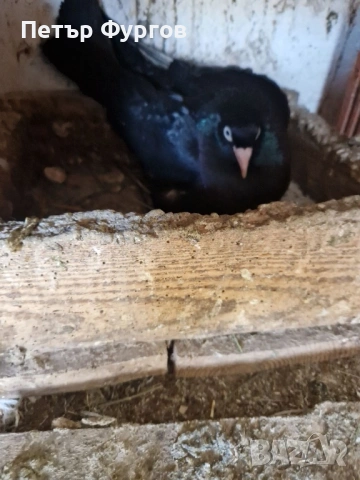 продавам 3 чифта  черни донеци, снимка 4 - Гълъби - 54341979