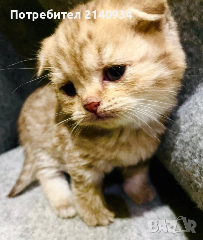 Шотландски клепоухи котенца. Златна чинчила, снимка 2 - Британска късокосместа - 52872201